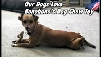 Dogs Love Benebone’s Dog Chew Toy